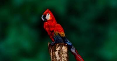 Is It A Parrot?