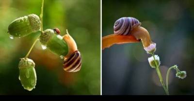 Snail's World Is Magical...