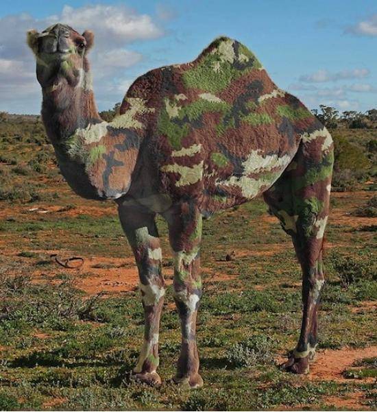 Camelflage