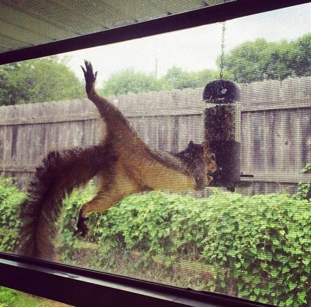 Mission: Squirrelpossible