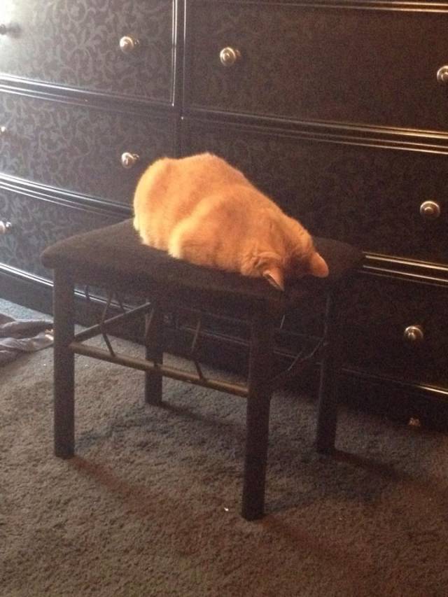 My cat giving up on being a cat.