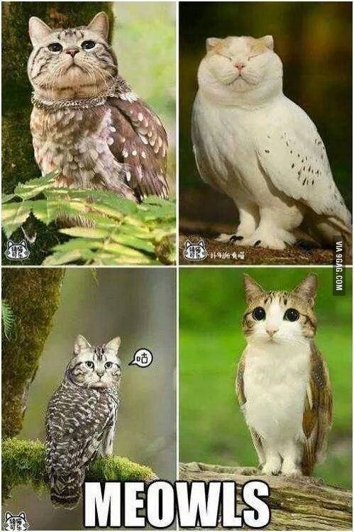 Meowl