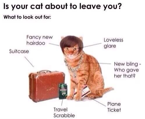 Signs your cat is about to leave you
