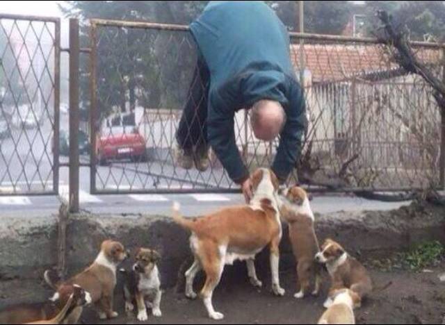 When I see dogs
