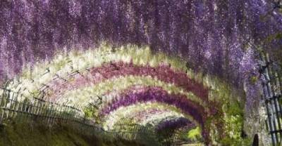 Amazing Tree Tunnels...