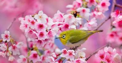 The Delicate And Beautiful Pink Sakura Of Japan...