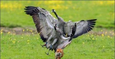 Angry Birds on Encounter...