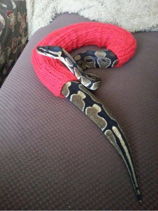 He simply crawls in it and wear it around