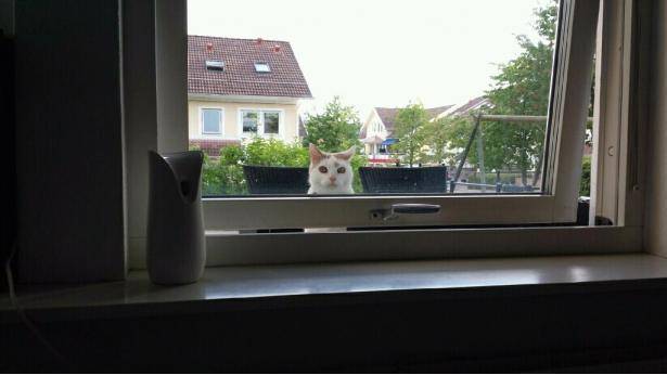My neighbour texted me and said he had a complaint about my cat, when I asked what it was he sent me this picture