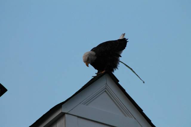 First time seeing a Bald Eagle. Truly a majestic creature.