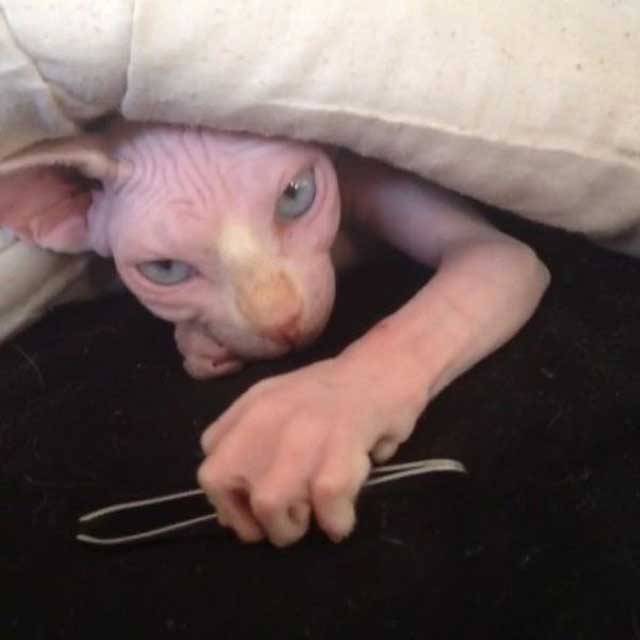 I will get you unibrow.