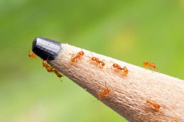 What are these, ants for ants?