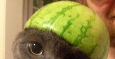 Funny Animals