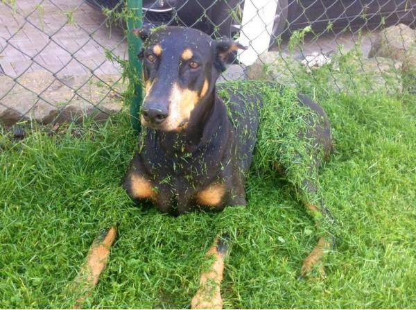 She was too lazy to move while dad was mowing the lawn