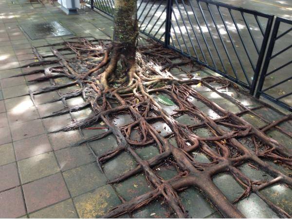 These roots grew around the sidewalk blocks