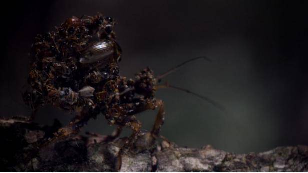 The assassin bug glues the corpses of hundreds of victims all over its body..