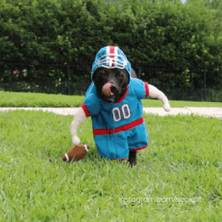 My favorite dog costume