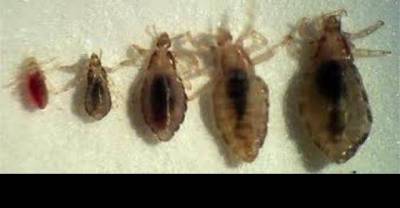Commonly Find Creatures in Your Home And Their Harms...