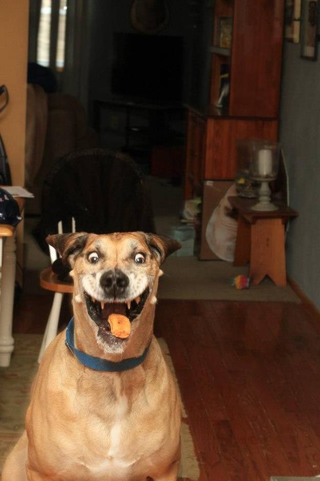 This dog is so supremely happy about that chicken nugget he's about to catch