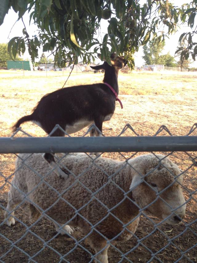 goat on sheep