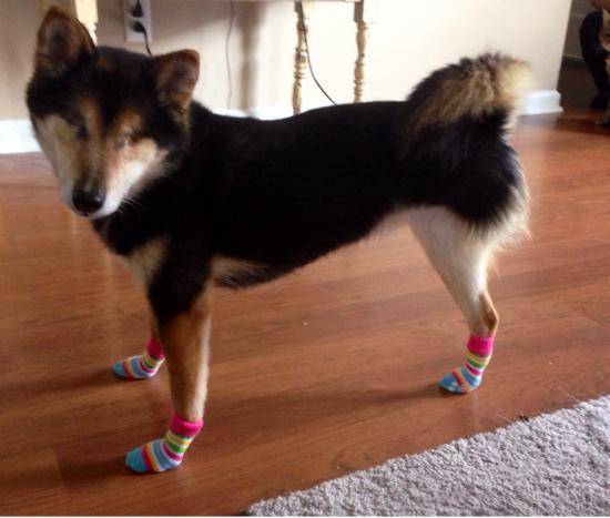 My blind, three-legged dog has been slipping on the new floors a lot, completely breaking my heart. So we bought her these grippy socks!