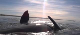Kayak raised by a whale on Argentinian coast