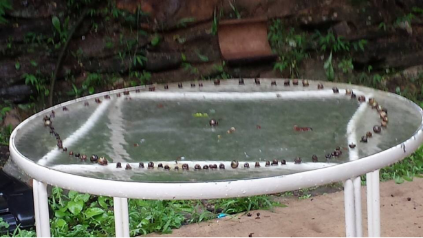 My girlfriend walked outside this morning to see this, a bunch of snails in a circle with leader in the middle.