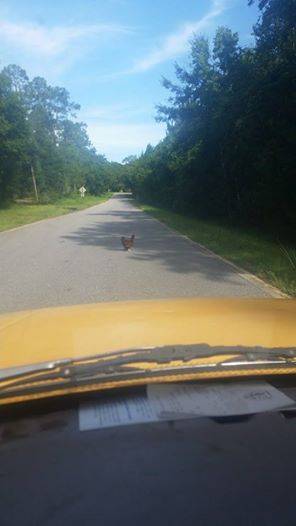 I too, was Cockblocked on my way home today