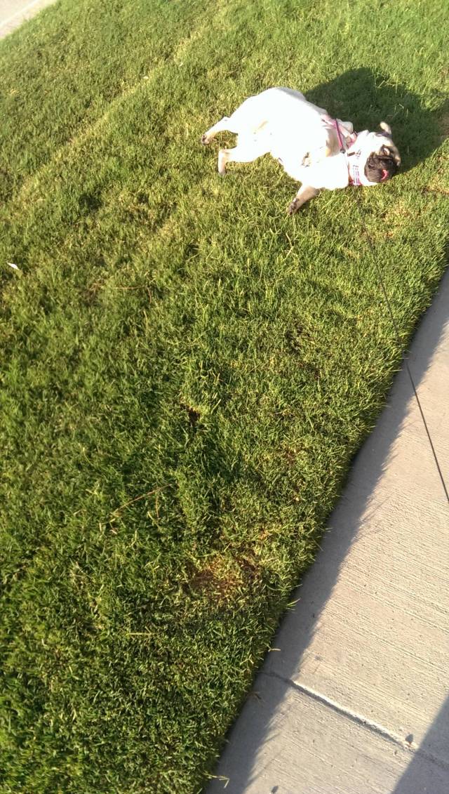 I was walking my dog when she lost her mind on a lawn.
