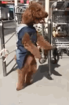 shake it