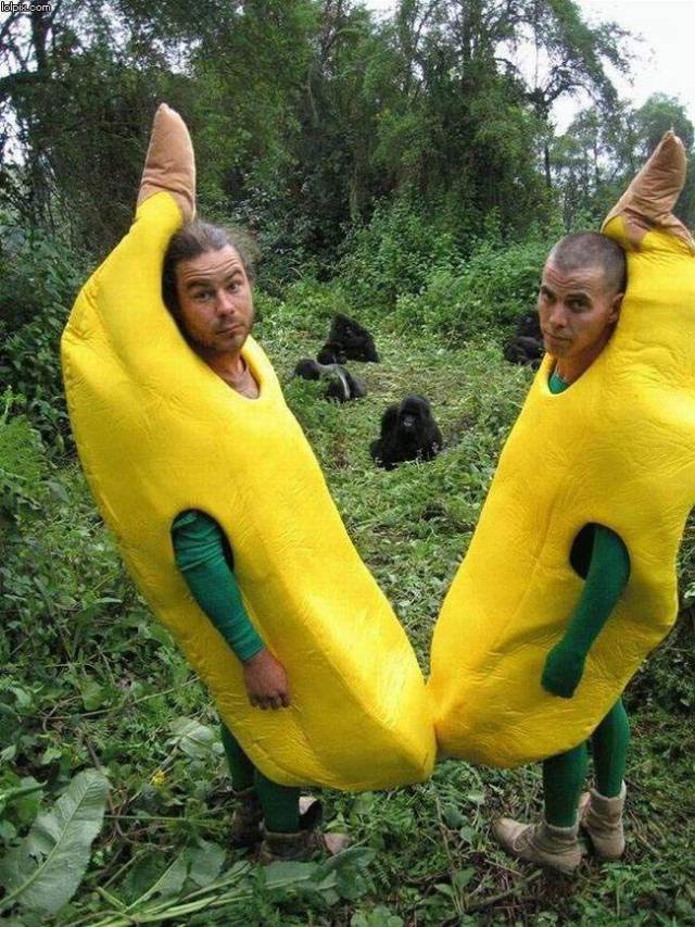 Trollin' monkeys in the jungle.