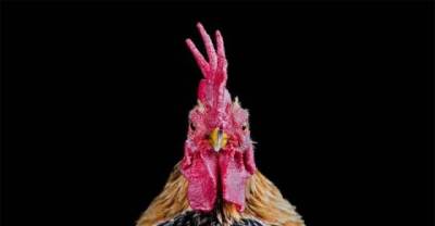 The Bizarre World Of Chicken Beauty Pageants...