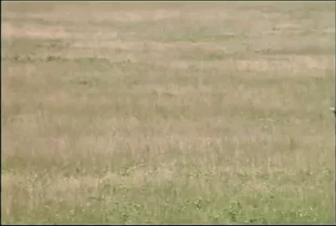 12 seconds, 1 prey, 110kph