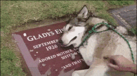 Heartbroken dog mourns owner.