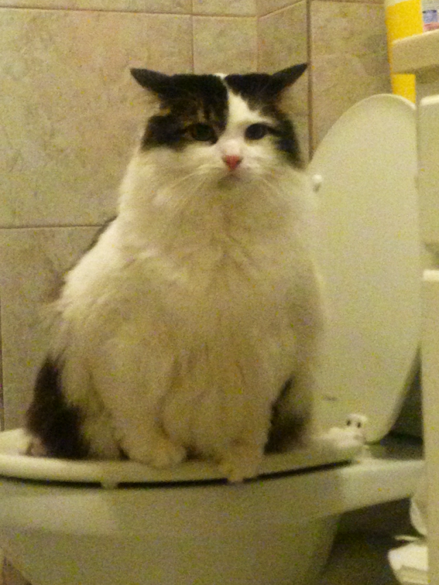 My wife has been blaming me for taking a piss and not flushing before I go to bed. It wasn't me! I have been blaming the kids for not flushing when they wake up in the middle of the night. Nobody would own up to it... Then one day im taking a bath and I see him