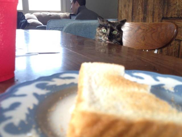 I think my cat might be hungry...