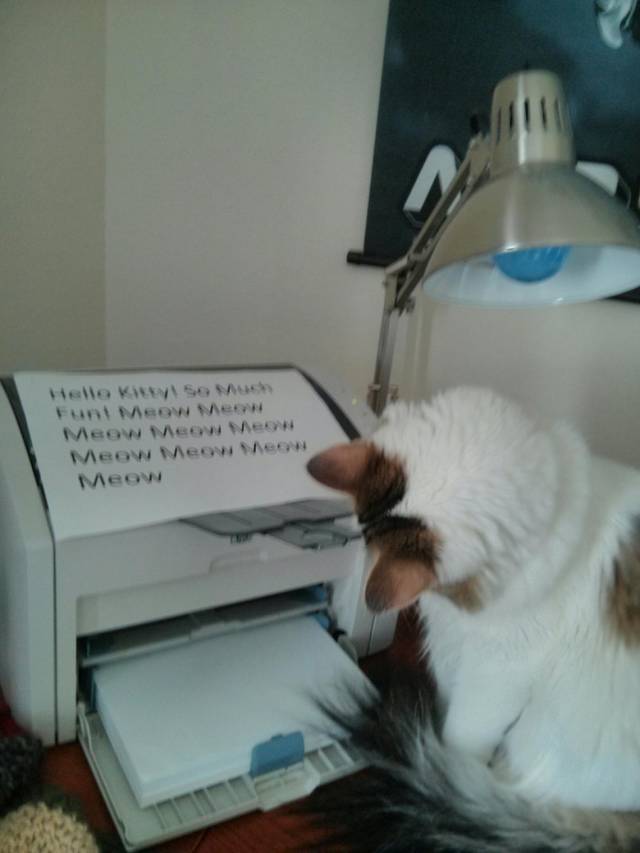 My cat is obsessed with the printer so I send her messages during the day.