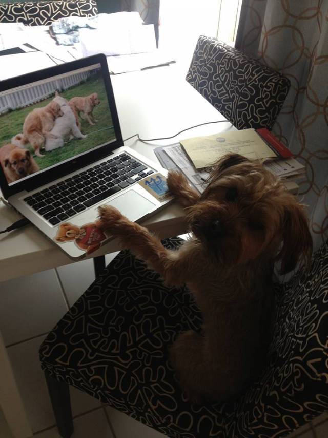 Pet owners take notice. If you don't talk to your animals about this, who will?