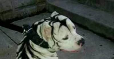 Dogs With Insane Coat Patterns
