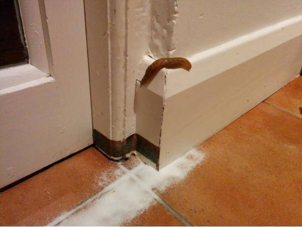 Well played, slug.