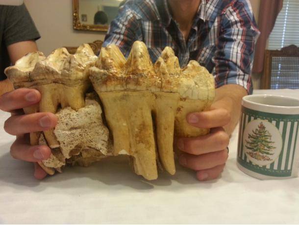 In 1964 my grandpa found a pair of mastodon teeth in a cave in northern Arkansas- the coffee cup is for scale.
