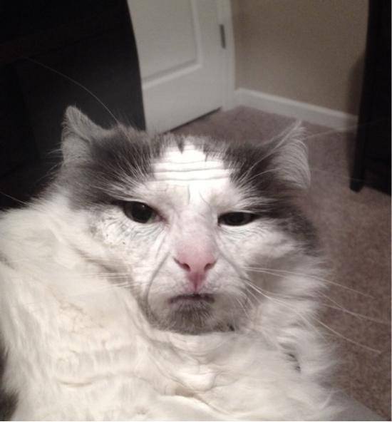 I aged my cat 60 years with an aging app.