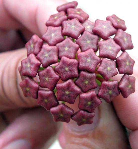 Buds of a Hoya Wax Flower