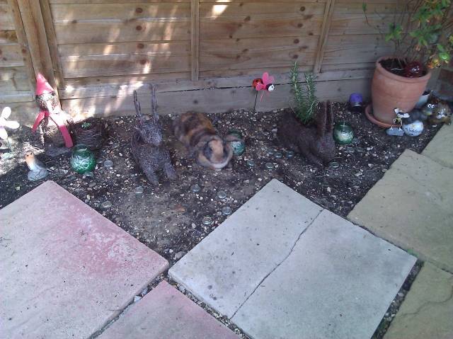 My friend's pet rabbit trying to avoid detection