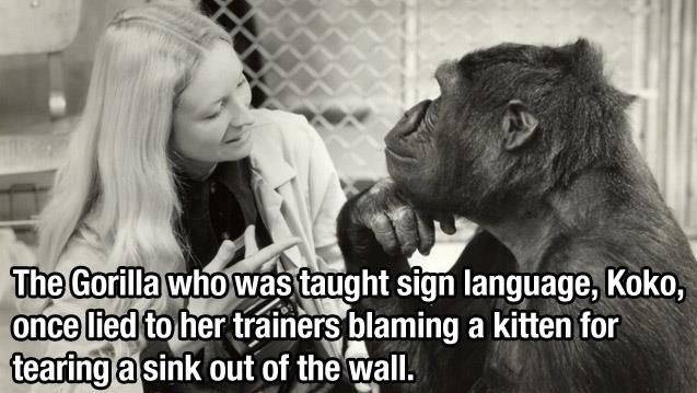gorillas lie too