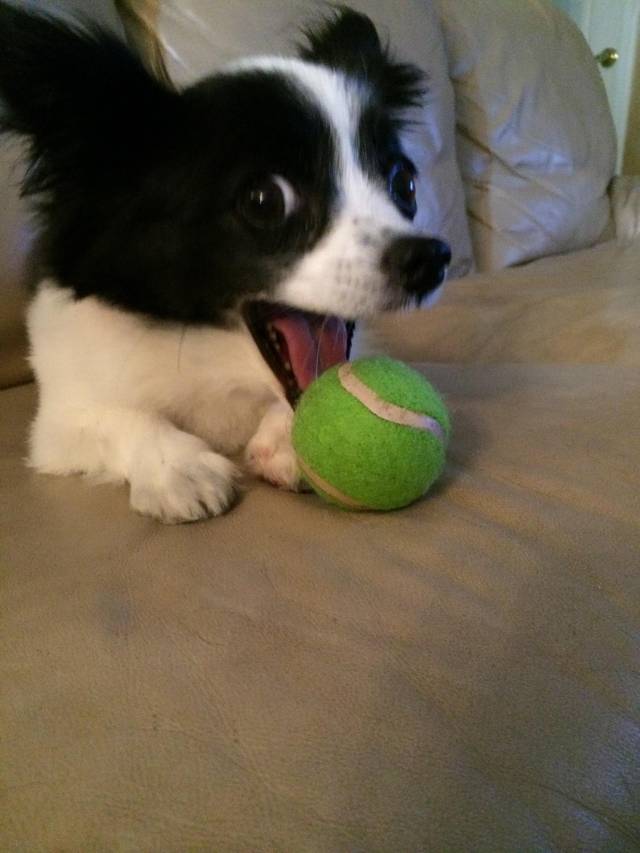 My dog looks like it just told a cheesy joke