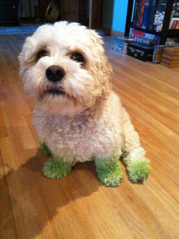 my pup today
