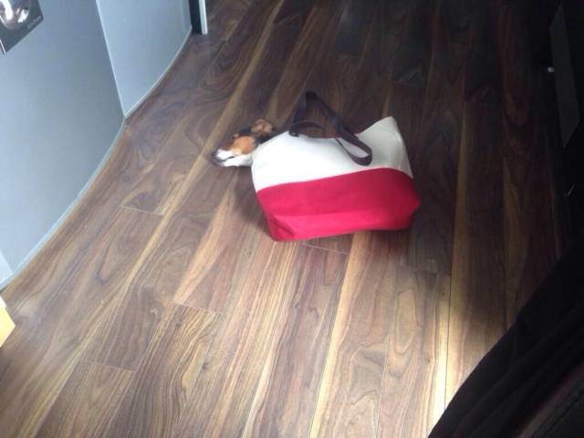 My friend put her dog in her purse and she won't get out