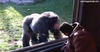 Zoo Animals Forming Special Bonds With Their Visitors