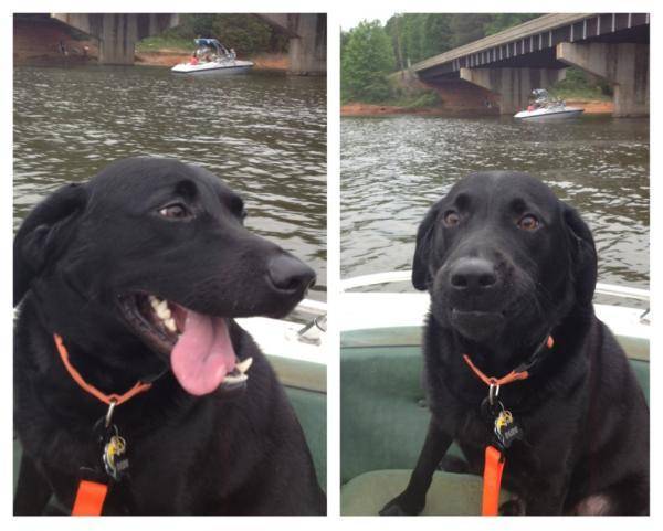 My dog Dude’s face after I start to throttle my boat!!